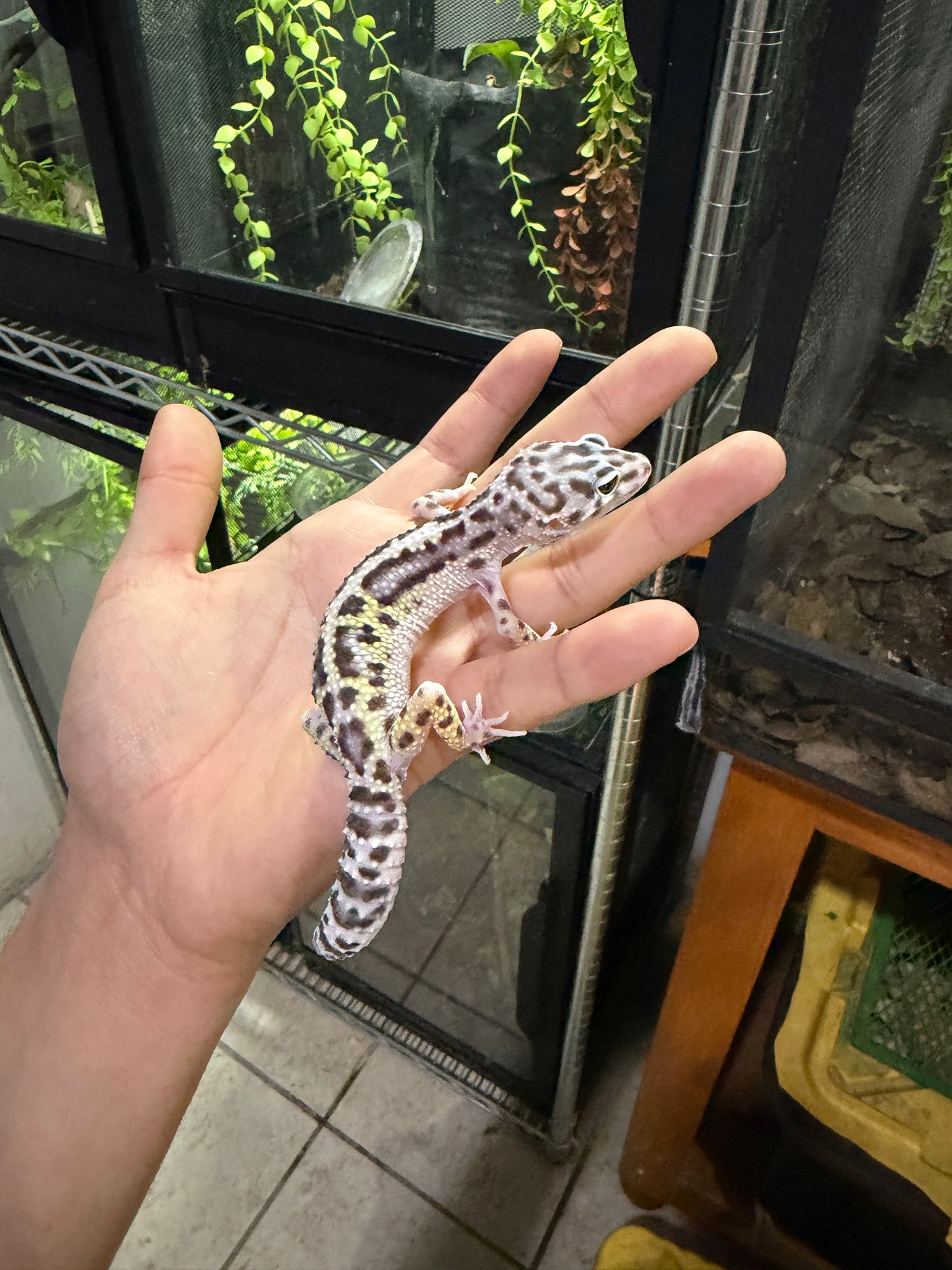 GECKO LEOPARDO MACK SNOW JUNGLE HEMBRA 6220