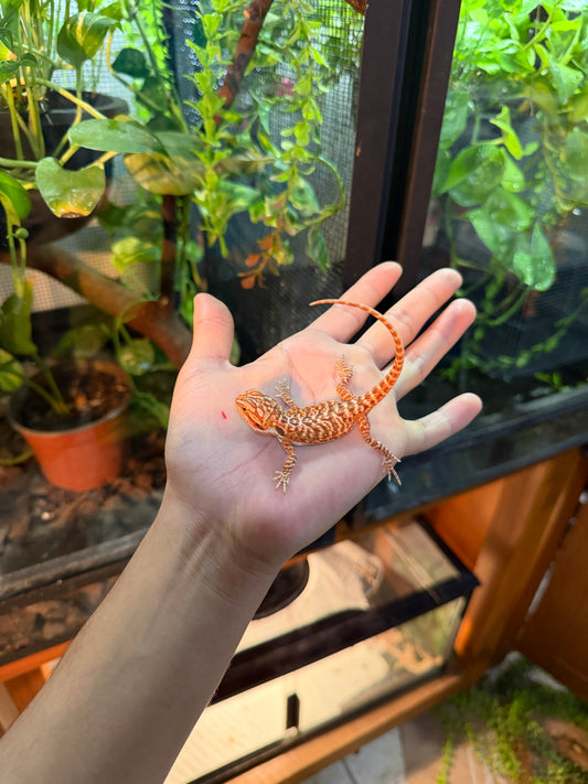 DRAGÓN BARBUDO HYPO LEATHERBACK 6