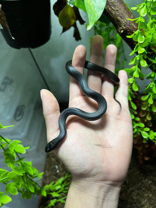 REY NEGRA MEXICANA MACHO 78