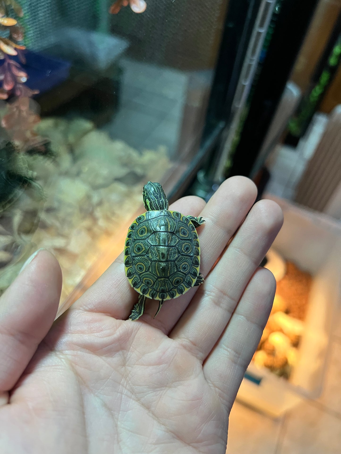 TORTUGA PAVOREAL NACIDAS EN UMA