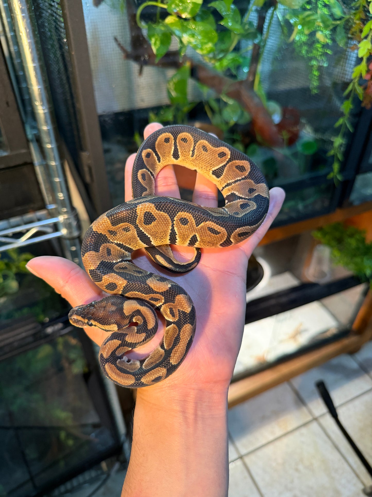 PITÓN BOLA NOMINAL MACHO 6