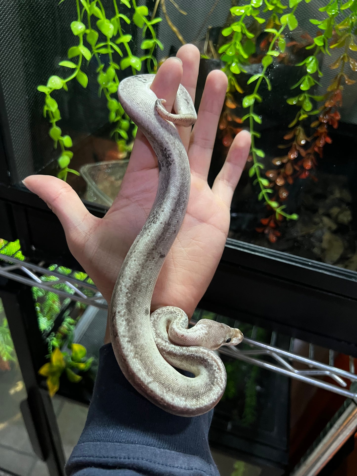 CINNAMON BLACK PASTEL FIRE MACHO 40
