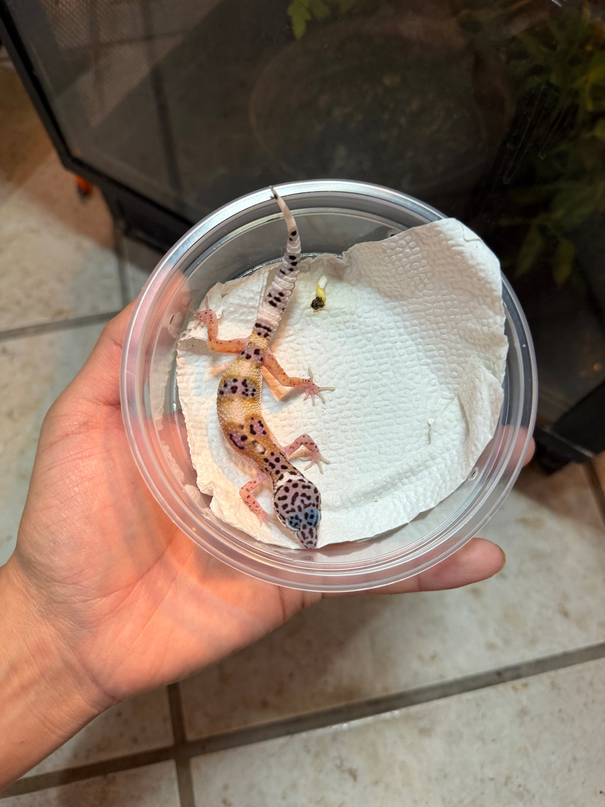 GECKO LEOPARDO MACK SNOW POSS HET BELL/BLIZZARD INCUBADO PARA HEMBRA 211