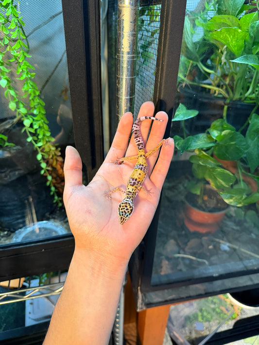 GECKO LEOPARDO HY HET TYPHOON 116