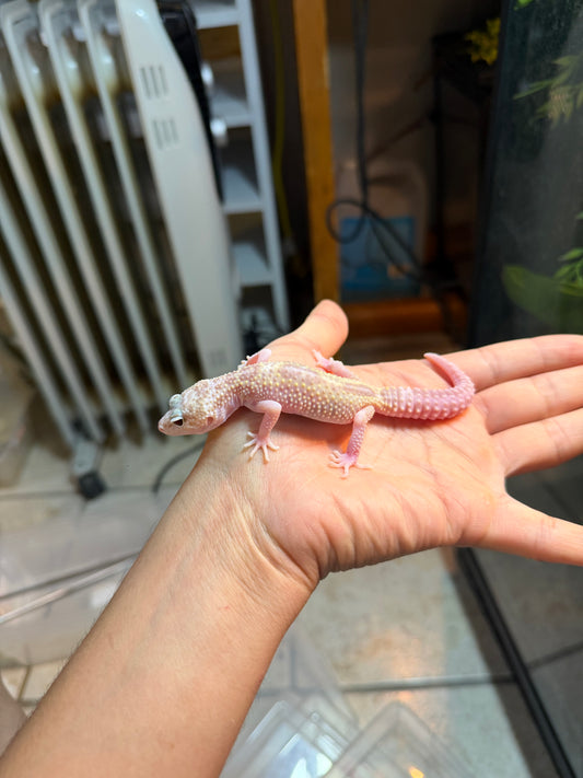 GECKO LEOPARDO MACK SNOW RAPTOR INCUBADO PARA HEMBRA 61