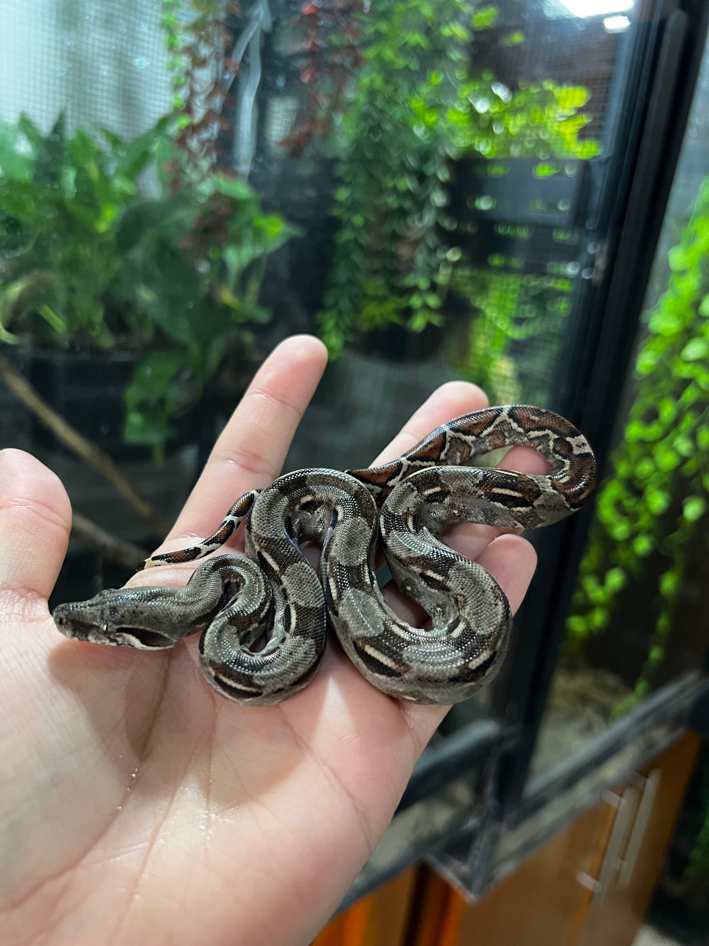 BOA MEXICANA LOCALIDAD VERACRUZ HEMBRA 87