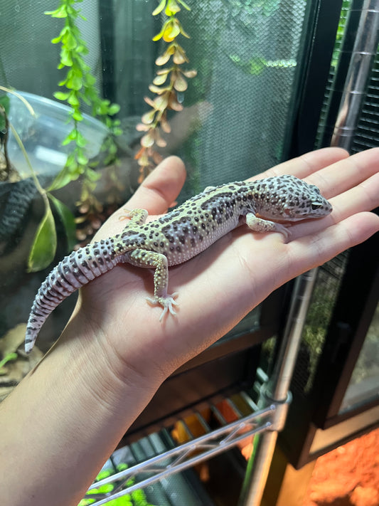 MACK SNOW JUNGLE HEMBRA 34