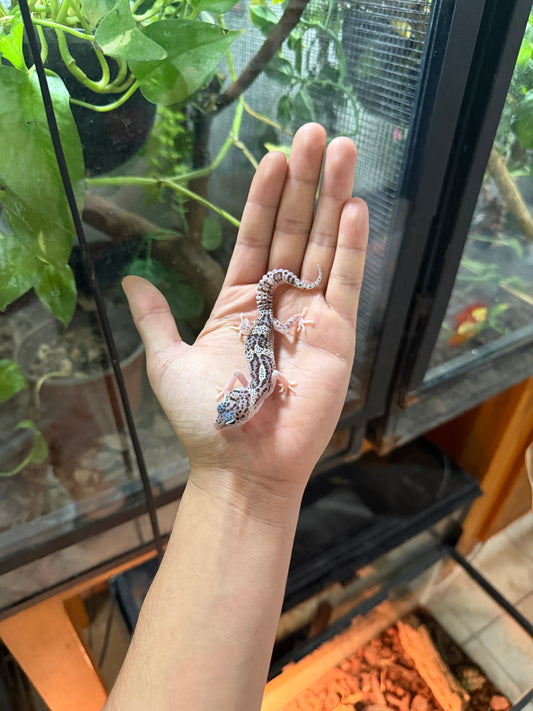 GECKO LEOPARDO MACK SNOW HET RADAR POSS HET BLIZZARD