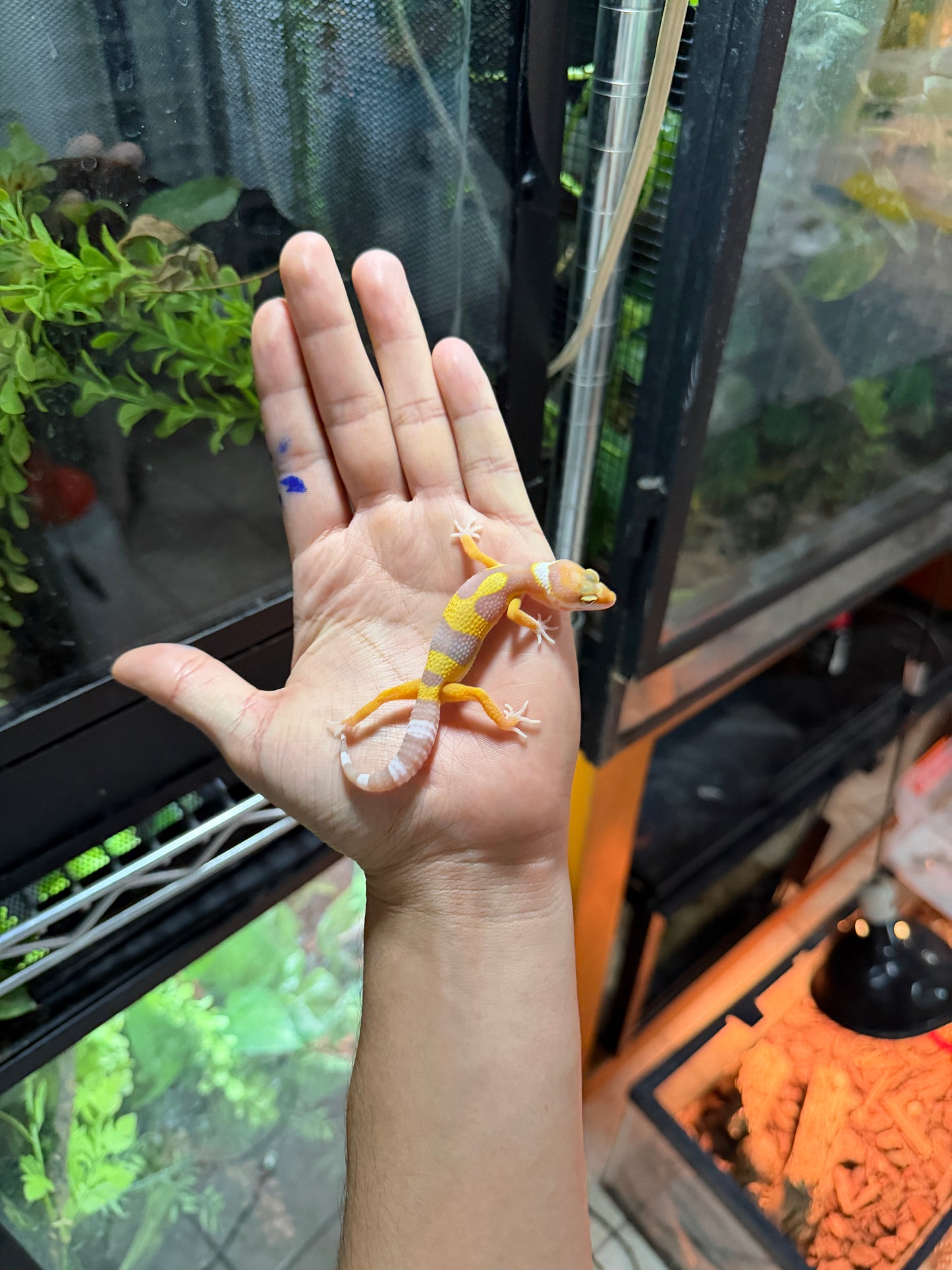 GECKO LEOPARDO ALBINO TANGERINE 58
