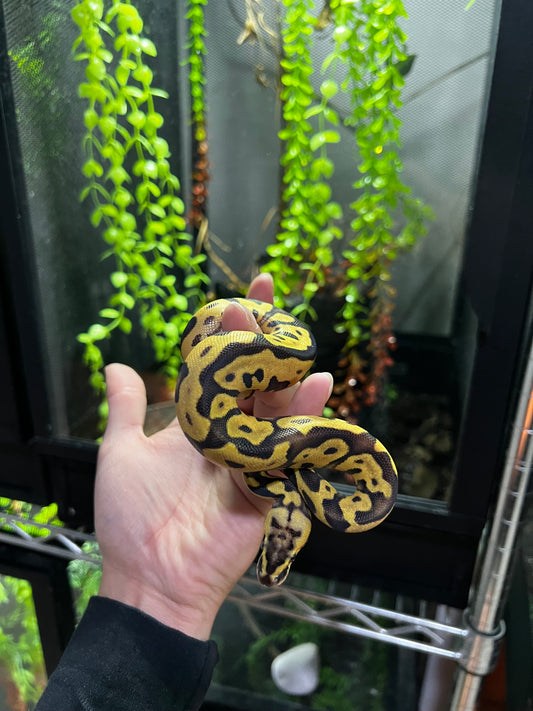 ENCHI FIREFLY HEMBRA 2 (42)