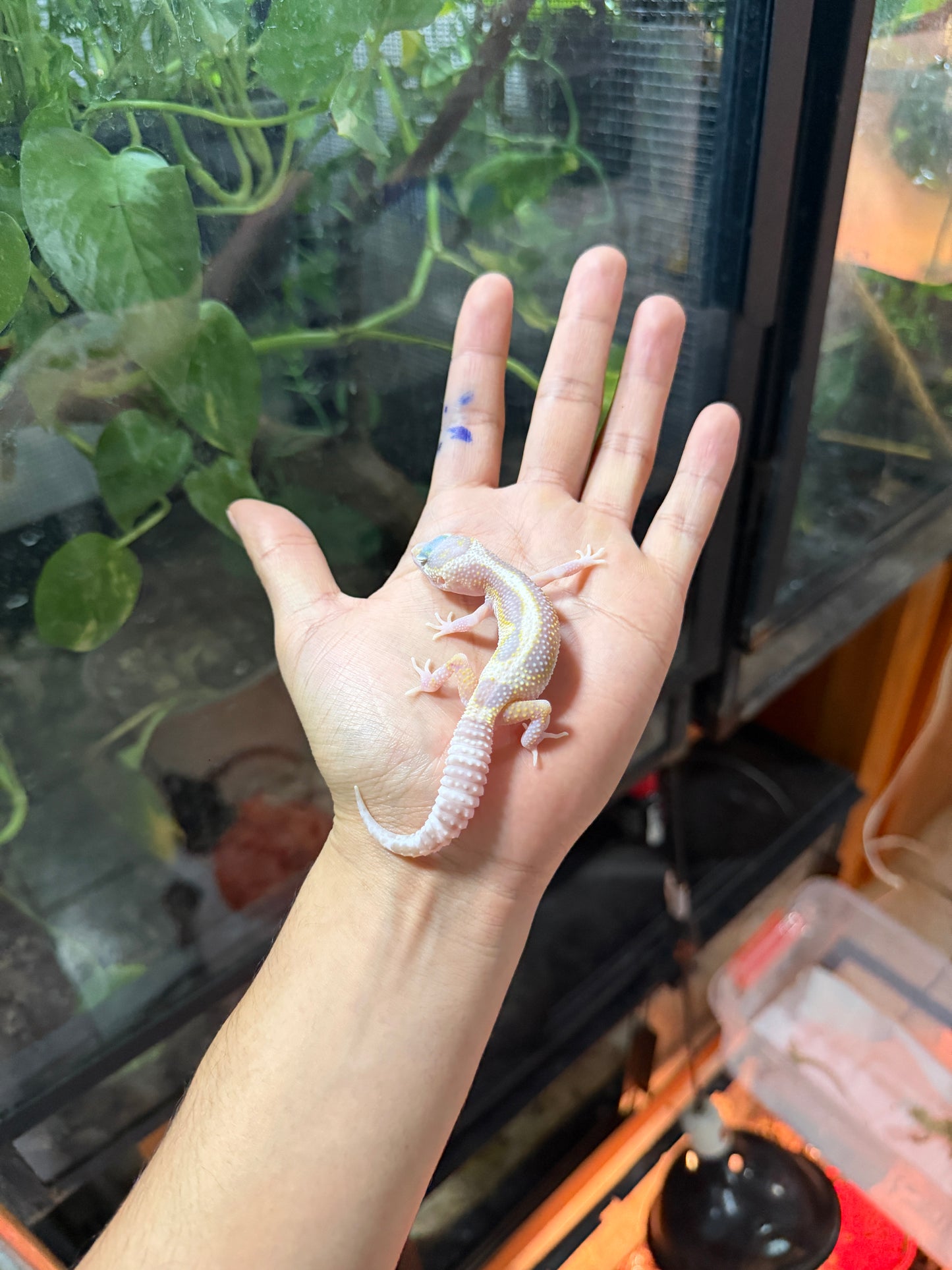 GECKO LEOPARDO MACK ANOW TANGERINE TREMPER REVERSE STRIPE 64