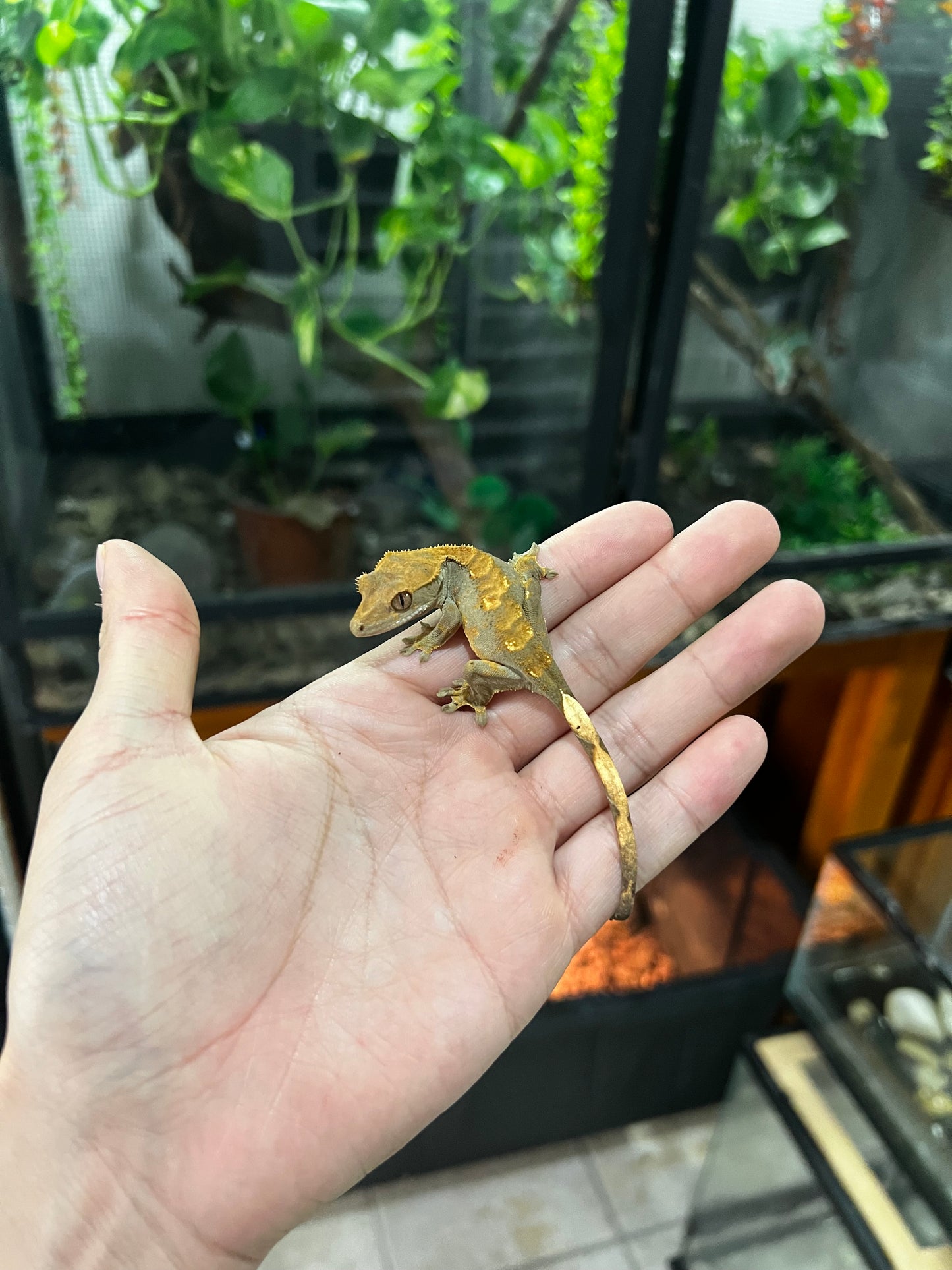GECKO CRESTADO HARLEQUIN