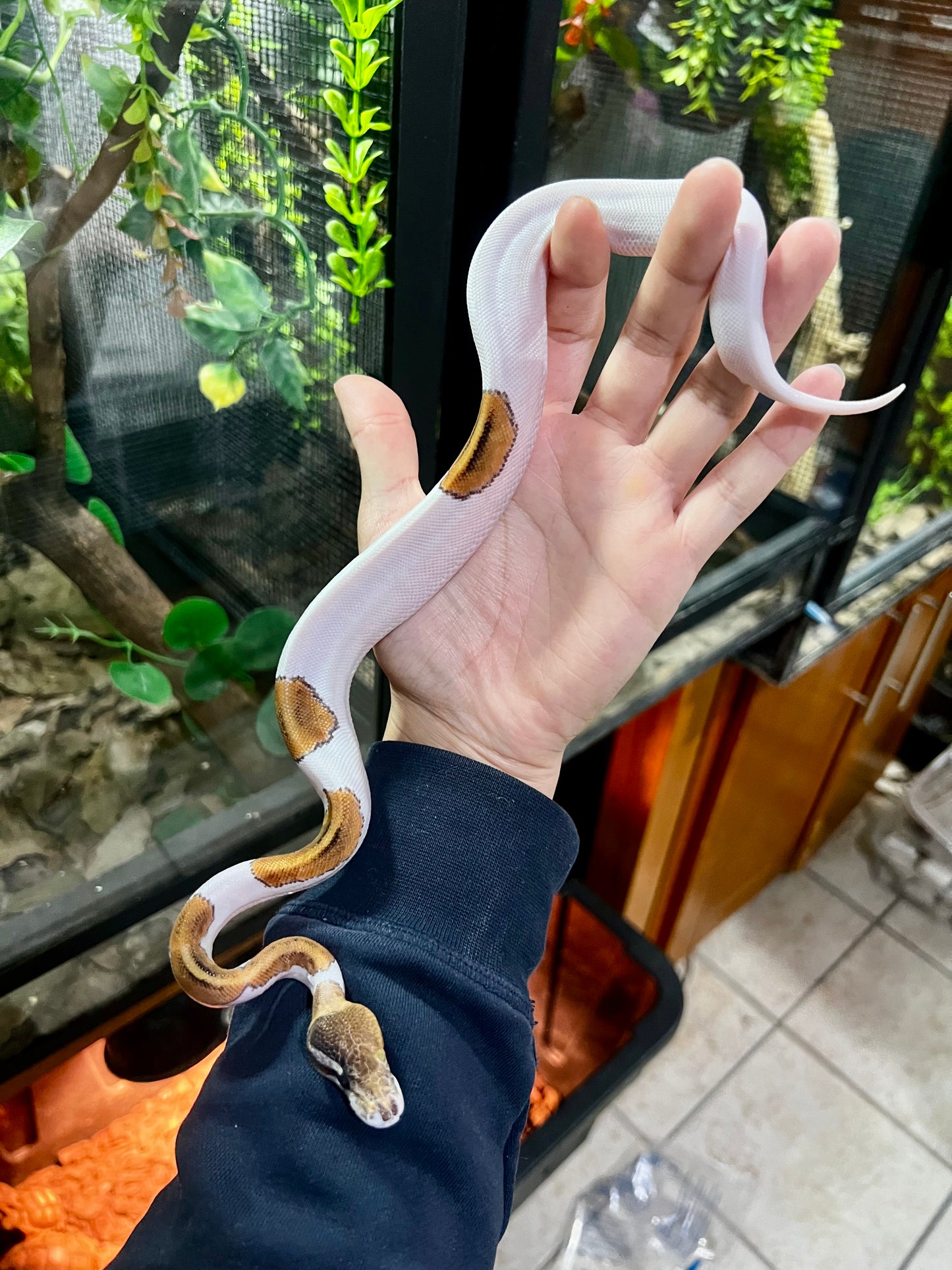 PINTO PIED HEMBRA