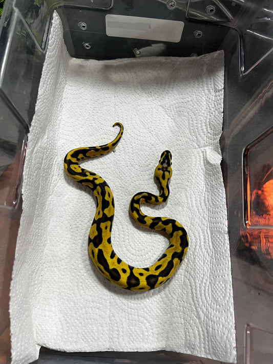 ENCHI FIREFLY HEMBRA 37