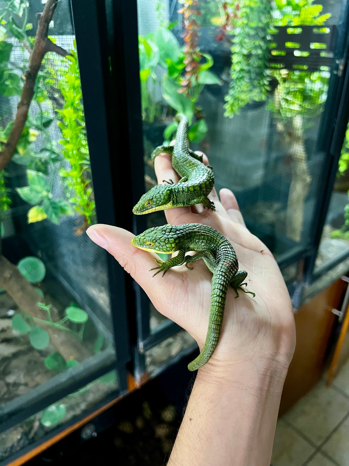 ABRONIA GRAMINEA NACIDA EN PIMVS CON APROVECHAMIENTO EMITIDO POR SEMARNAT