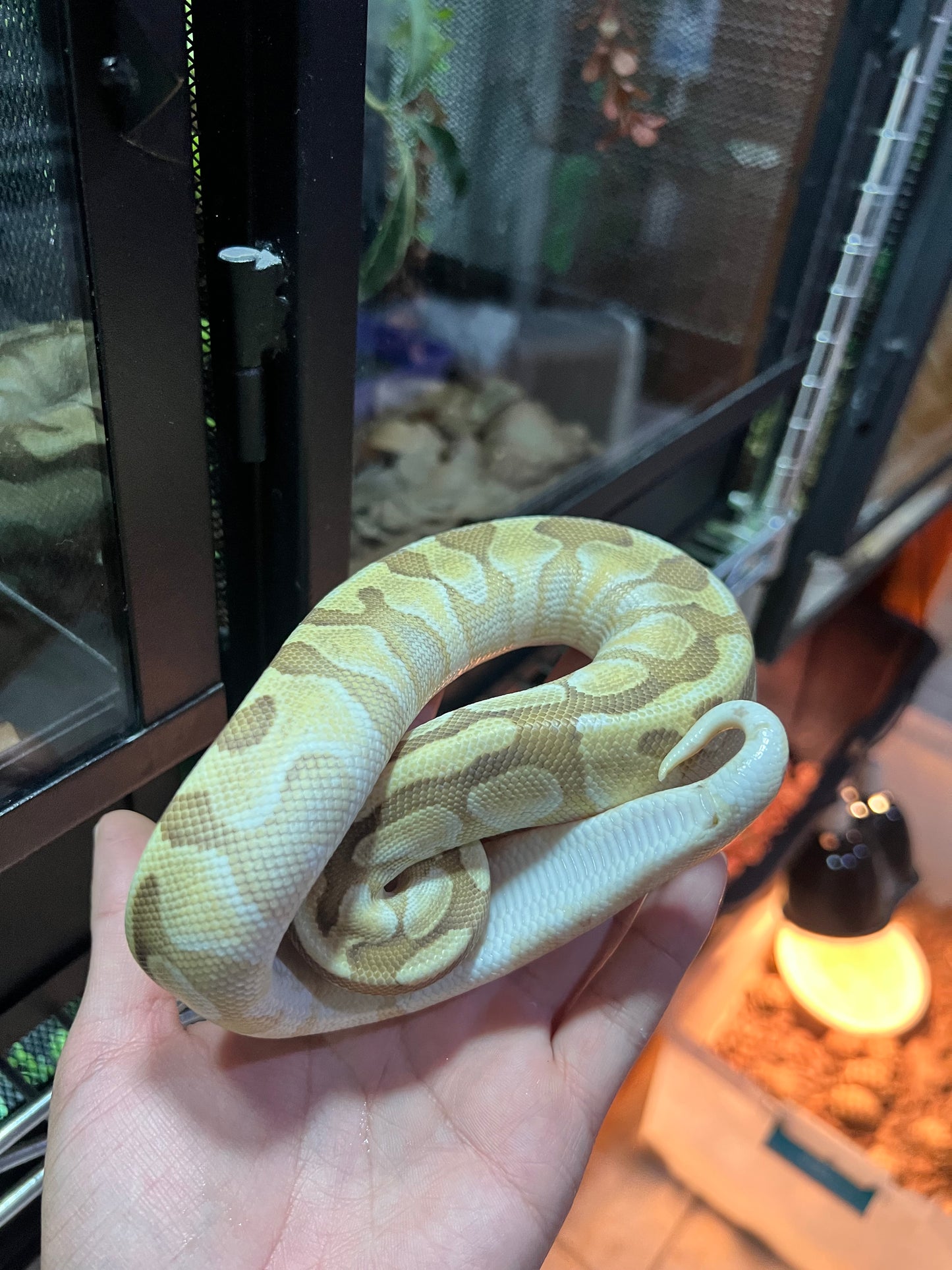 LESSER ENCHI