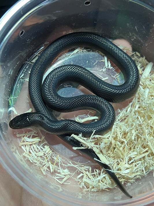 REY NEGRA MEXICANA CBB 44