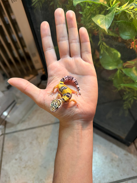 GECKO LEOPARDO HIGH YELLOW POSS HET RAINWATER INCUBADO PARA HEMBRA 225
