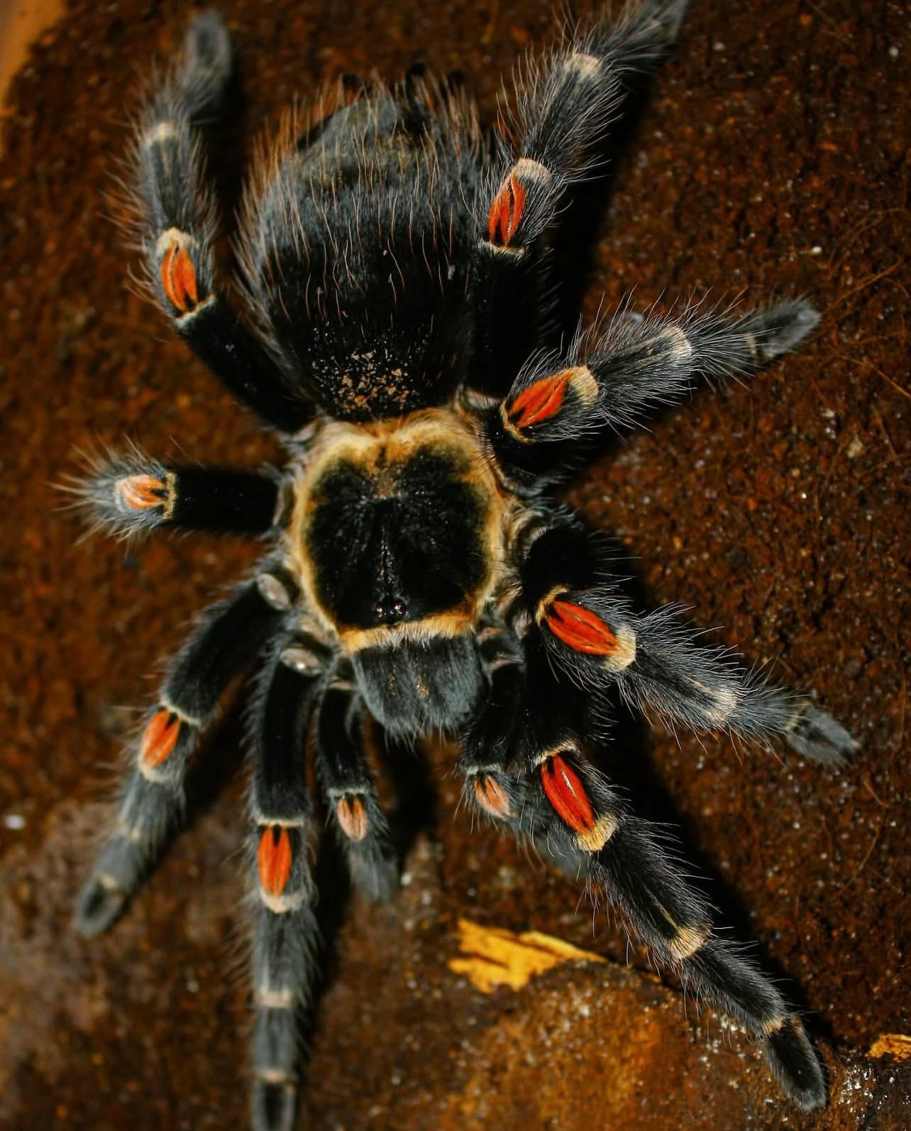 Ling de tarántula rodillas de fuego (Brachypelma auratum) anexo última foto de ejemplar adulto