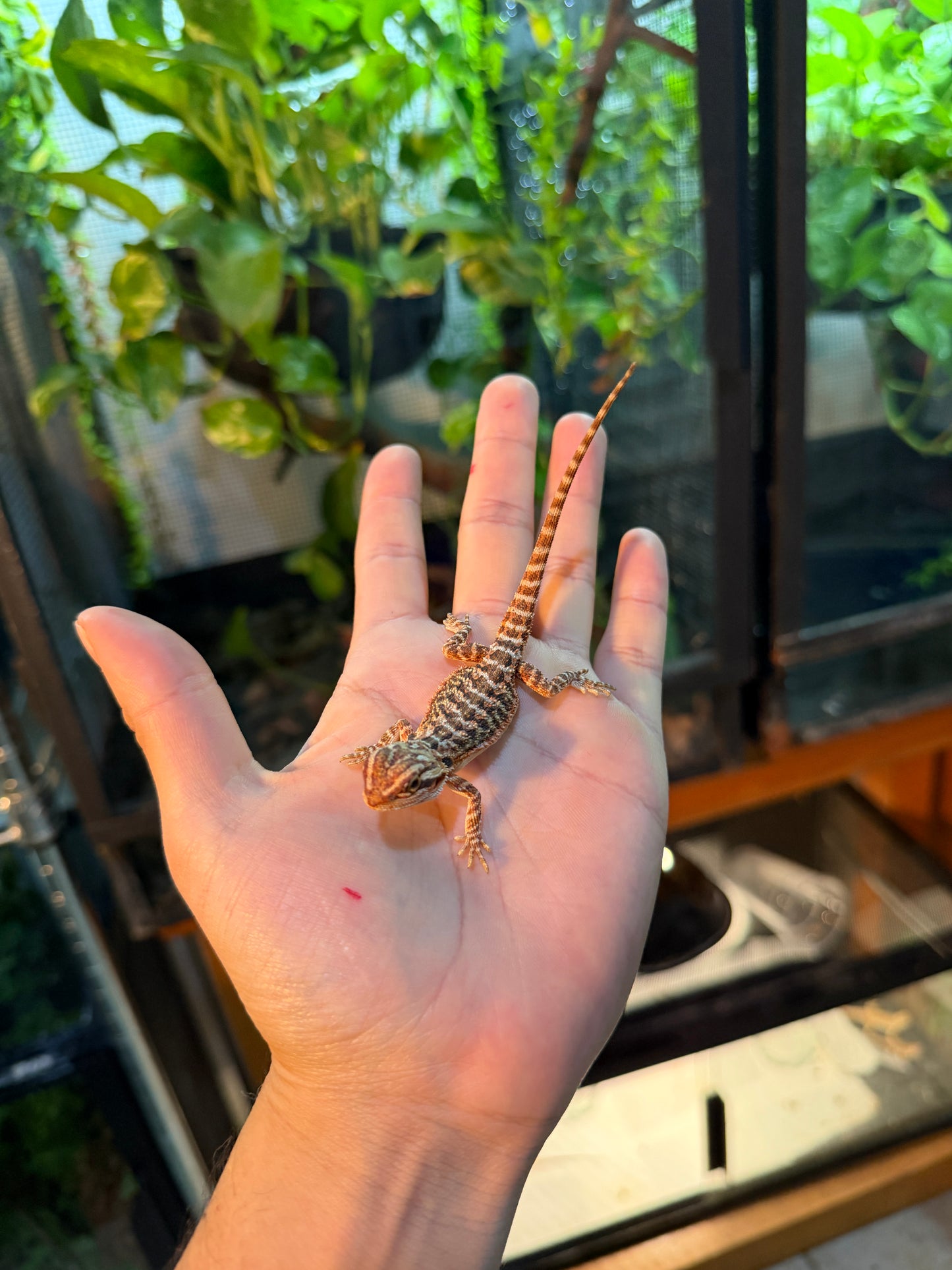 DRAGÓN BARBUDO HYPO 14