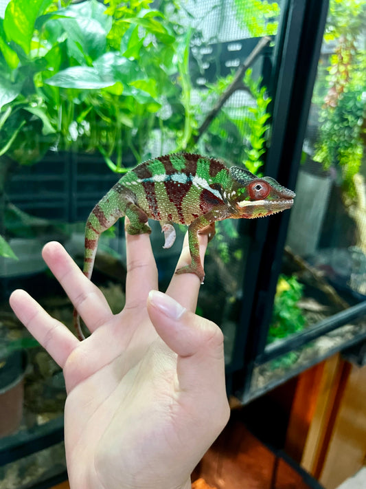 CAMALEÓN PANTERA AMBANJA 2 JUVENIL