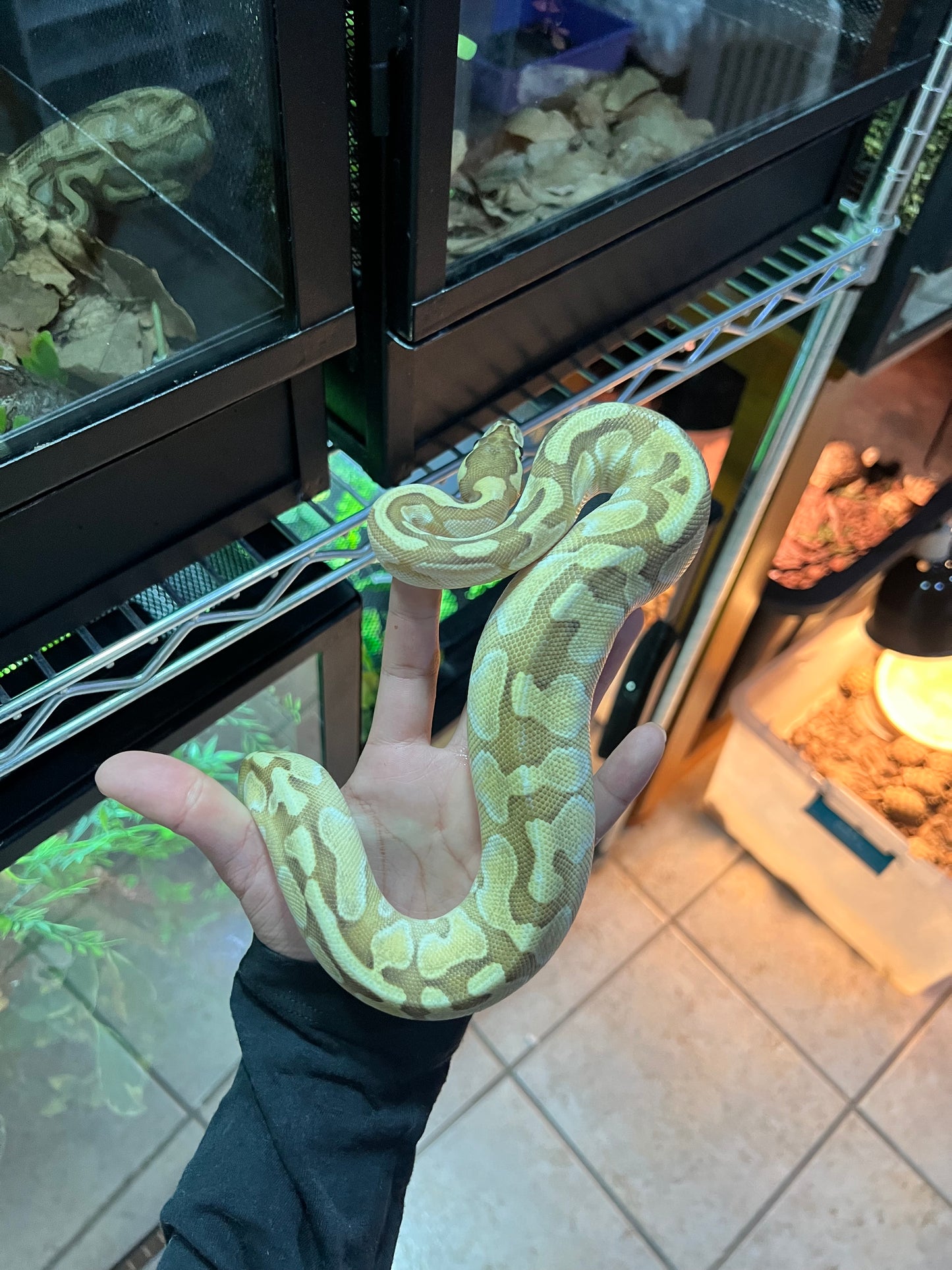 LESSER ENCHI