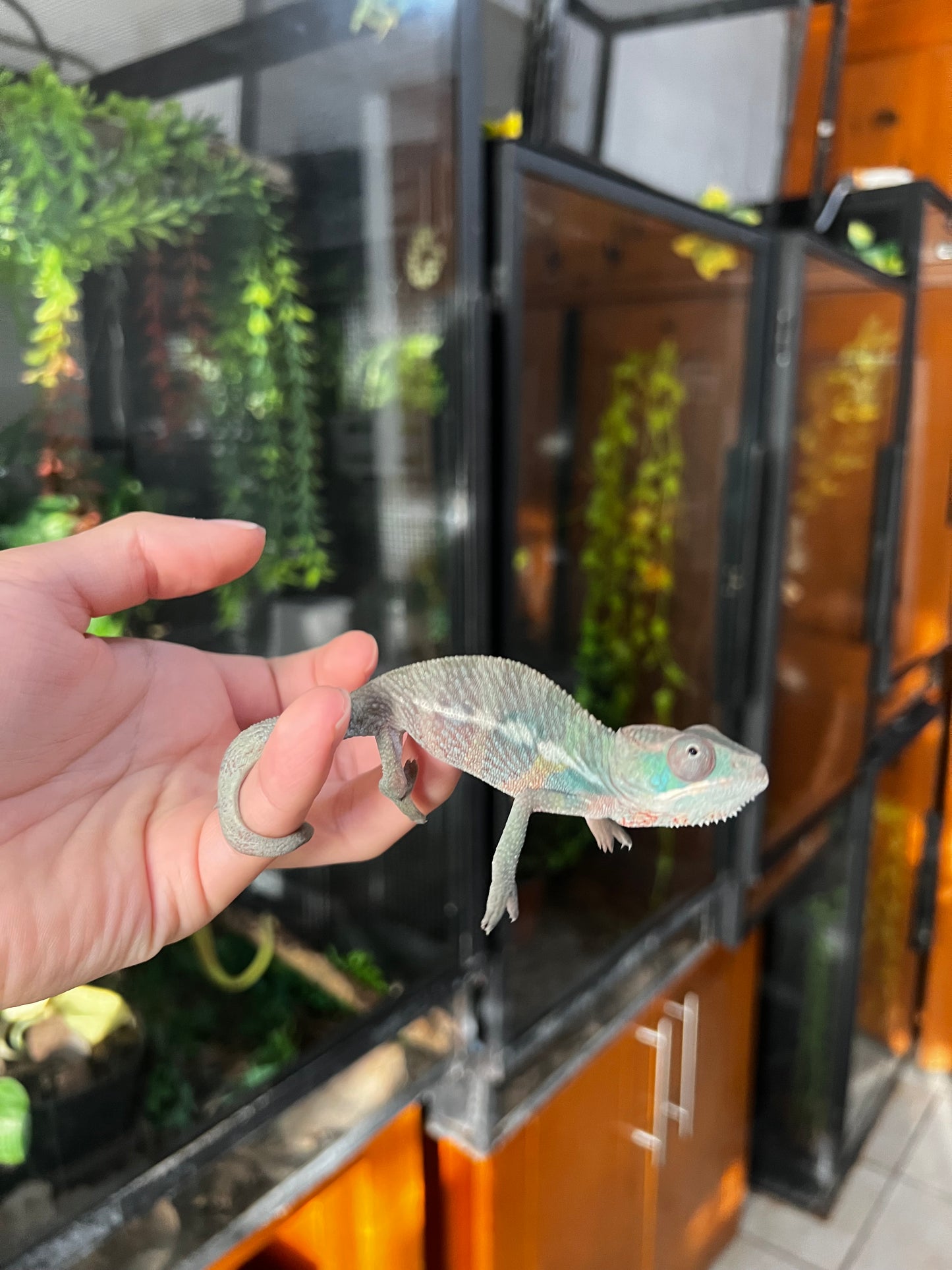 CAMALEÓN PANTERA MACHO AMBILOBE