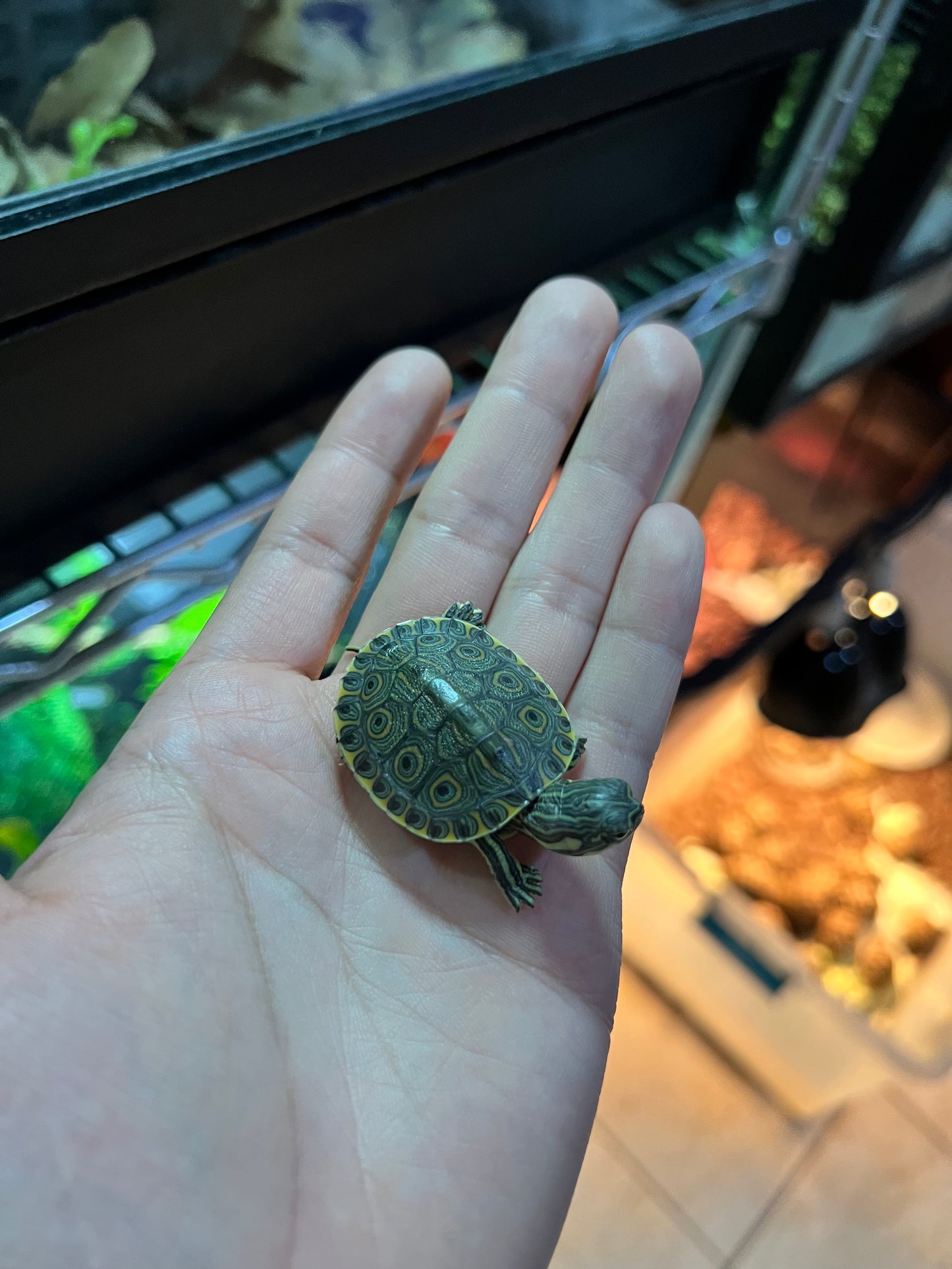 TORTUGA PAVOREAL NACIDAS EN UMA