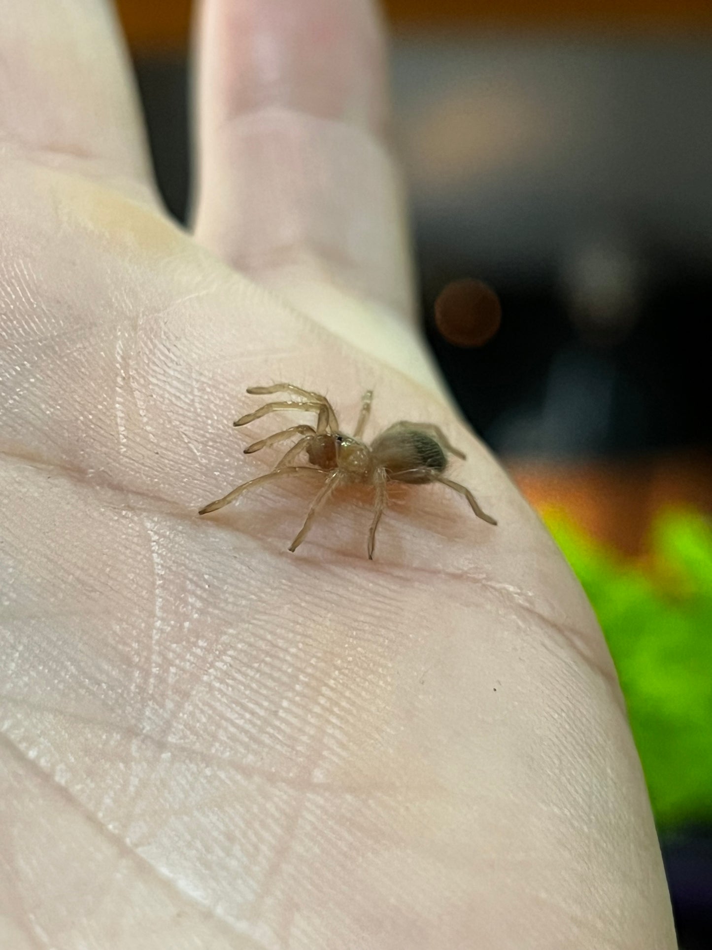Ling de tarántula mexicana dorada (brachypelma albiceps) anexo última foto de un ejemplar adulto