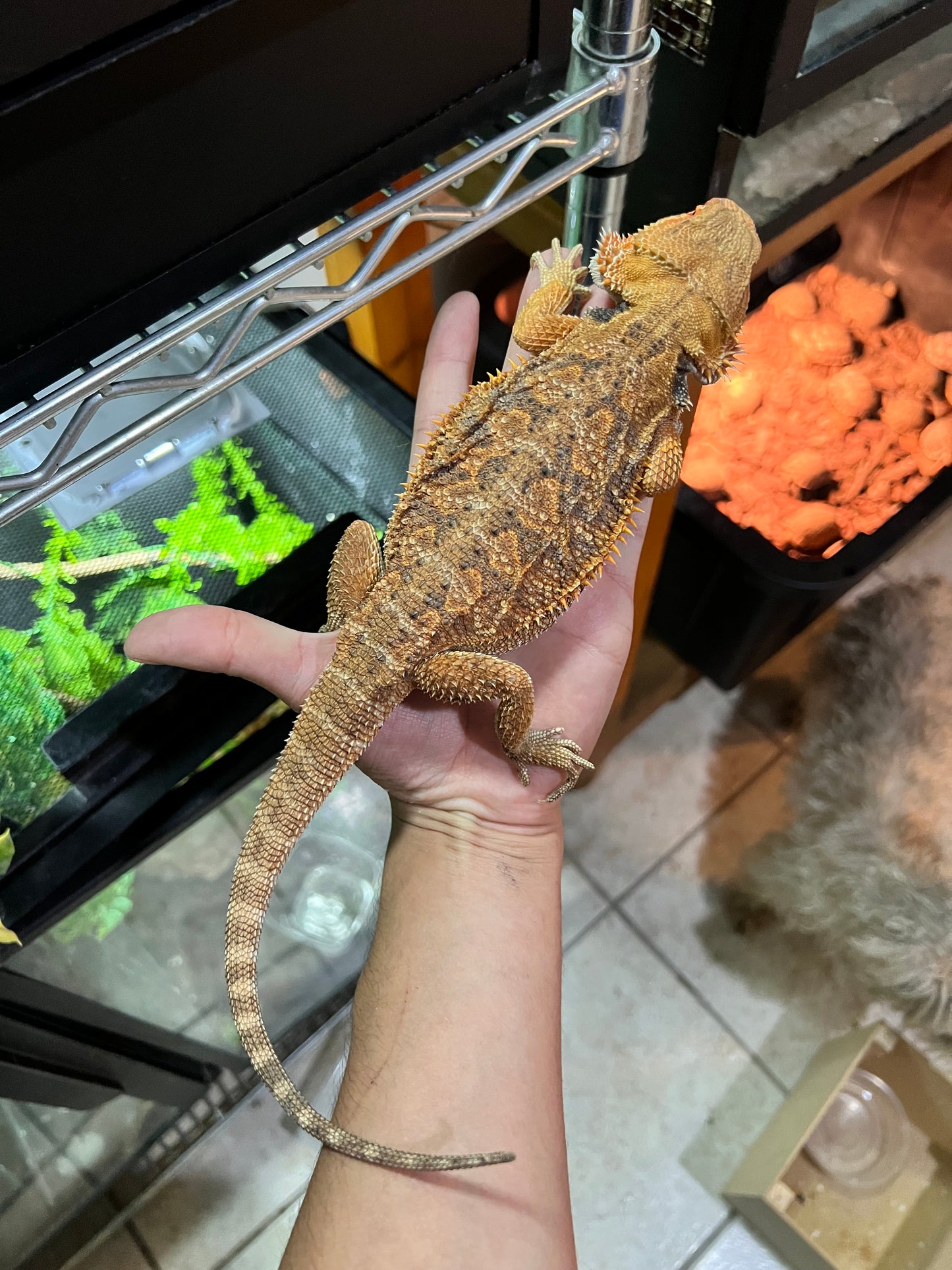 DRAGÓN BARBUDO ROJO SUB ADULTO