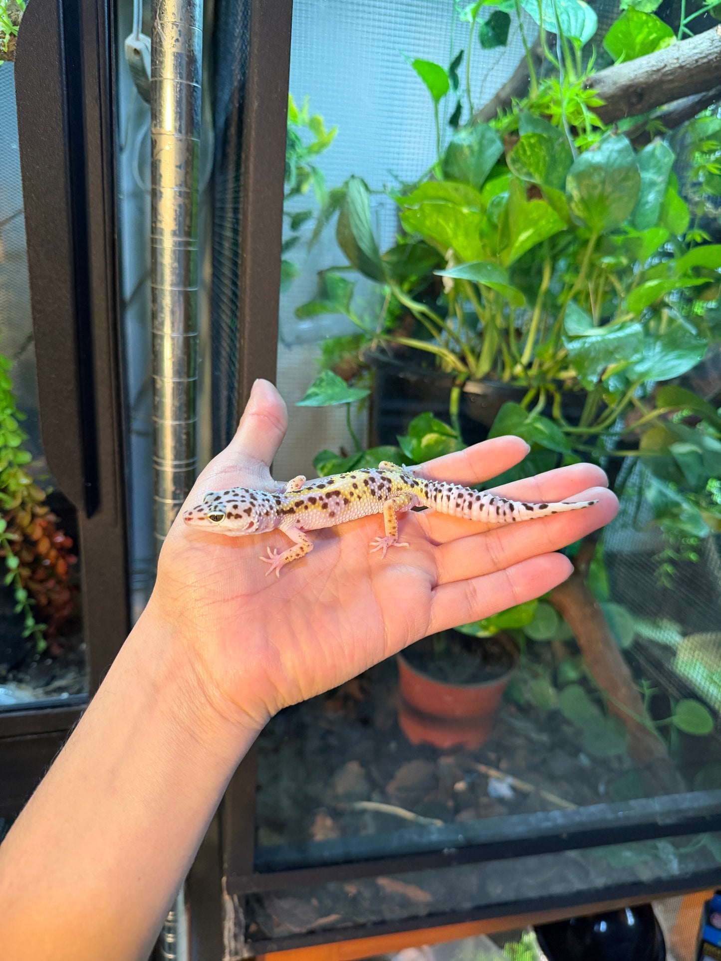 GECKO LEOPARDO MACK SNOW HET BELL 123