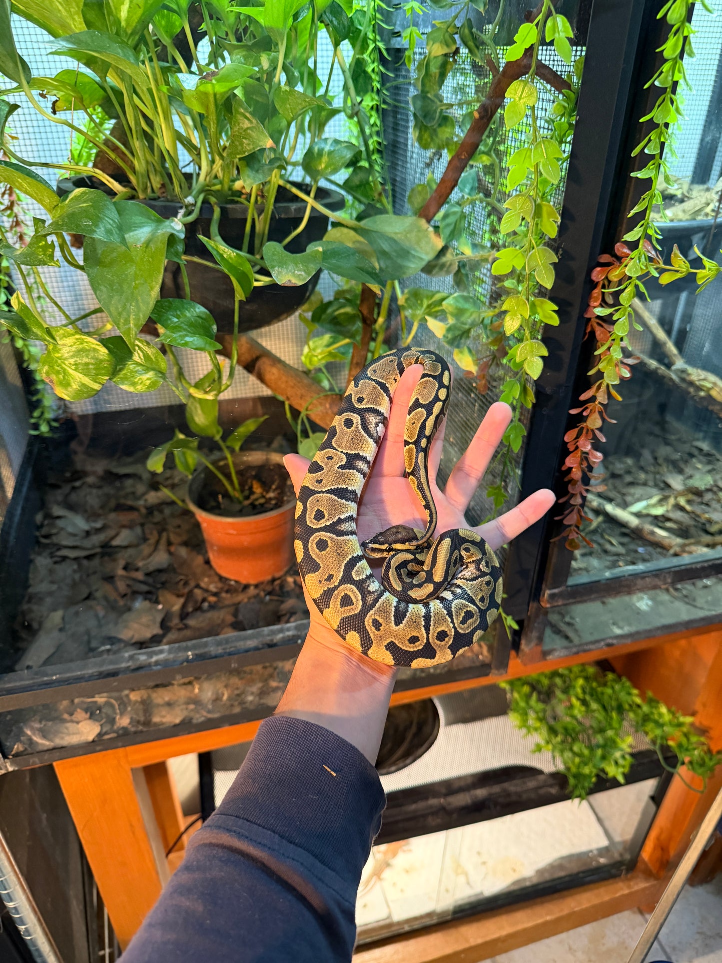 PITÓN BOLA NOMINAL HEMBRA 1