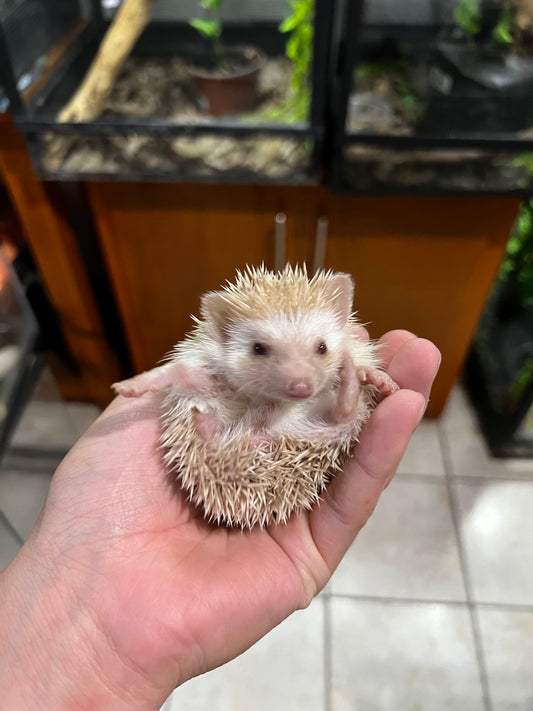 ERIZO PIGMEO AFRICANO 1( manda whatsapp al 56-4917-4099 para elegir el tuyo)