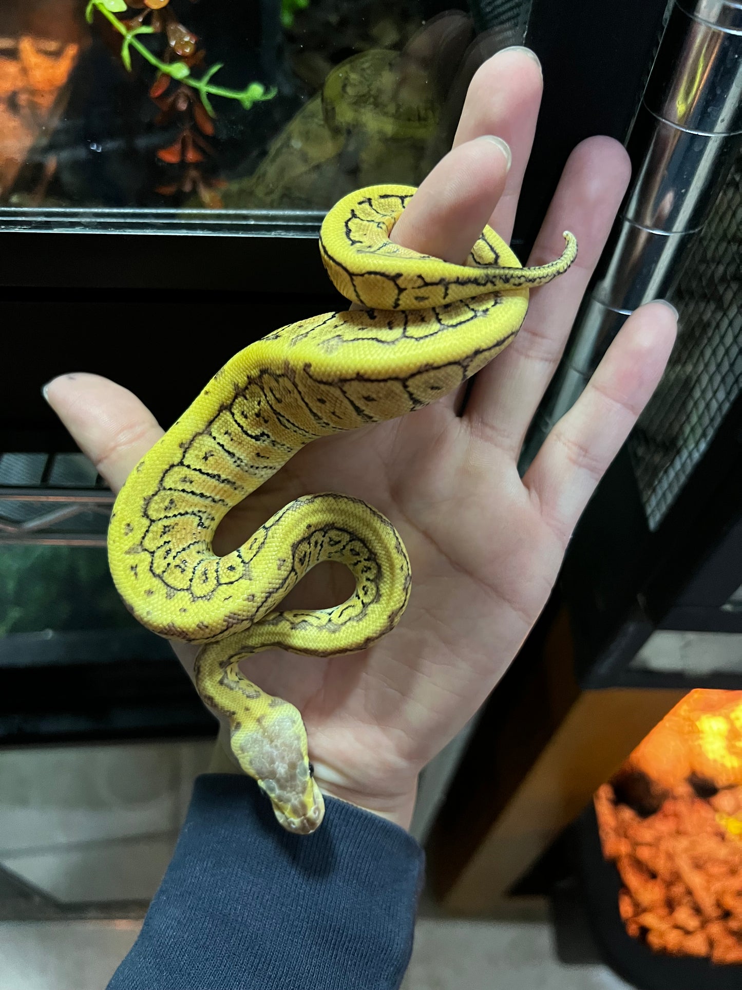 LEMONBLAST HET CLOWN MACHO 34