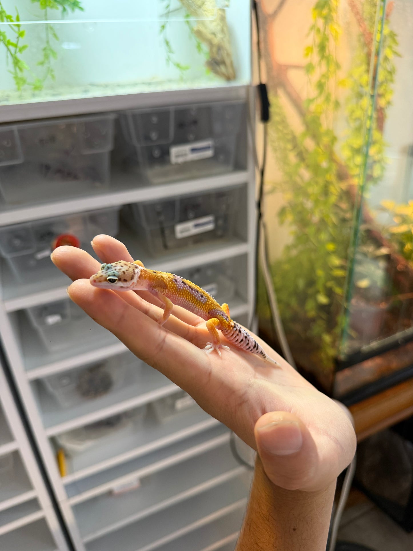 GECKO LEOPARDO HIGH YELLOW HET RAINWATER 2