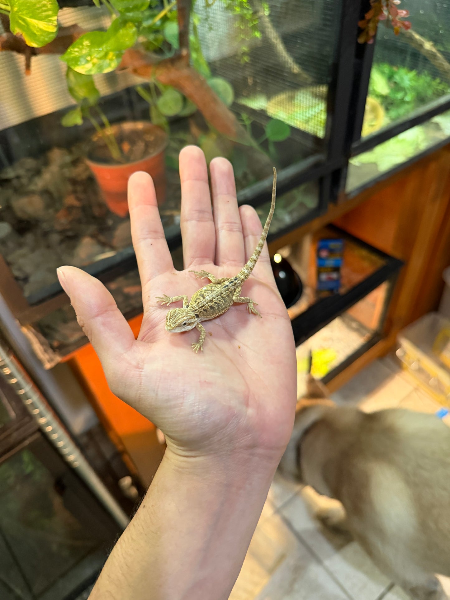 DRAGÓN BARBUDO NOMINAL 3P