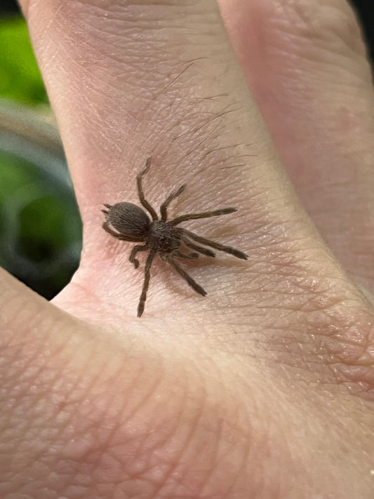 Ling de tarántula cornuda africana(ceratogyrus darlingi) anexo última foto de un ejemplar adulto