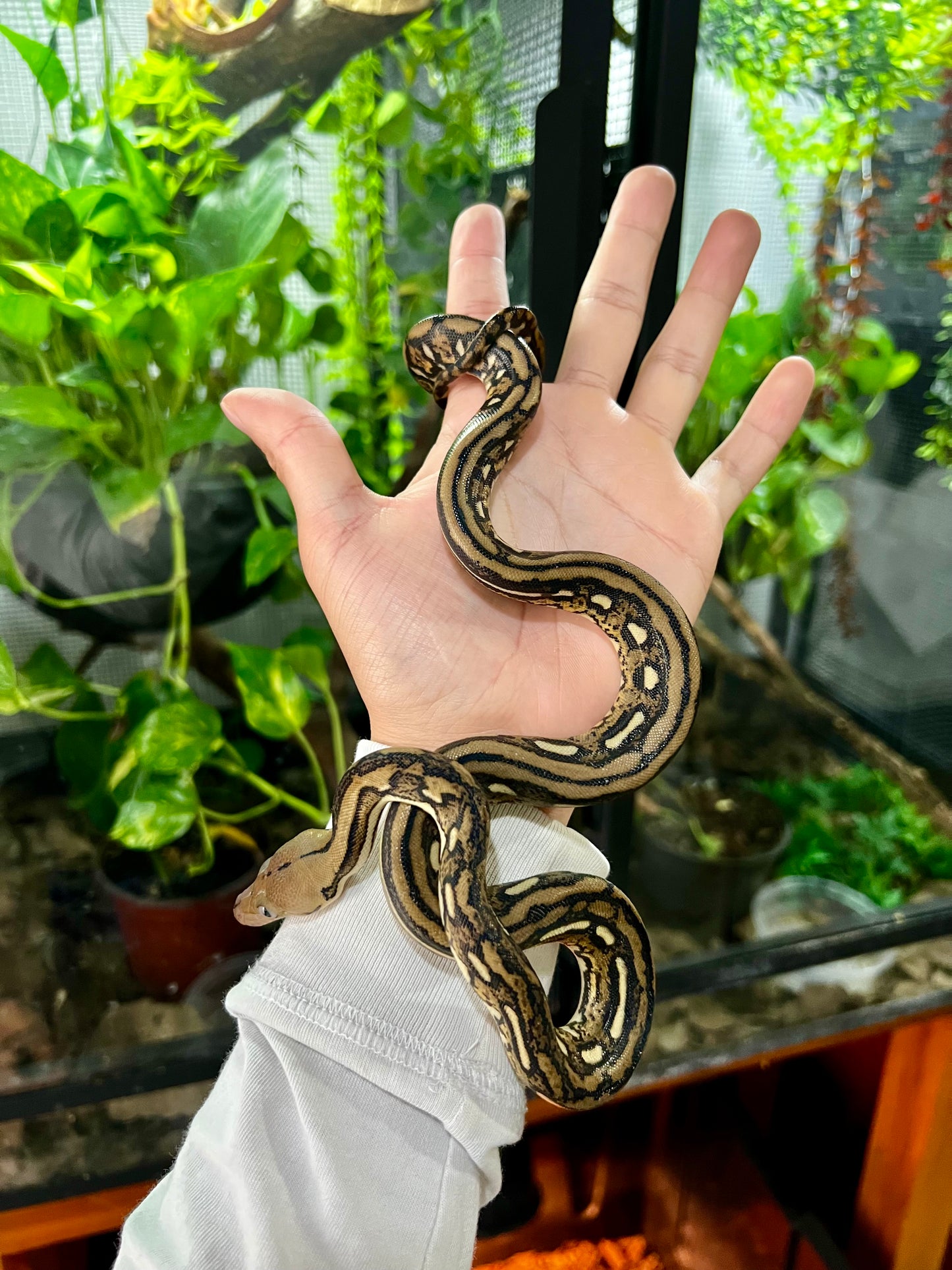 PITON RETICULADA TIGER 100% HET PIED MACHO 50cm aprox. 04-01
