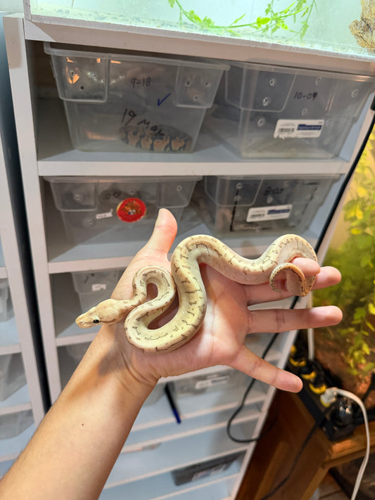 PITÓN BOLA BAMBOO PASTEL PINSTRIPE HET HYPO MACHO