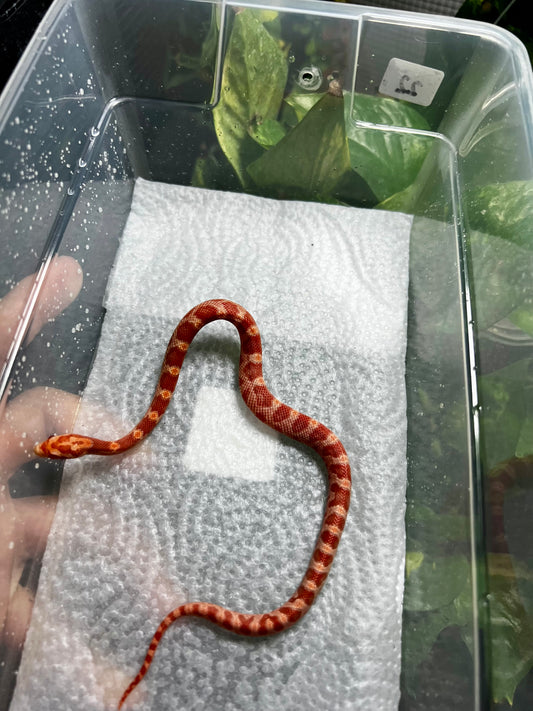 SERPIENTE MAICERA AMEL HEMBRA 22