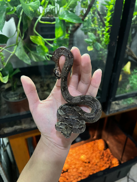 BOA MEXICANA HEMBRA 11