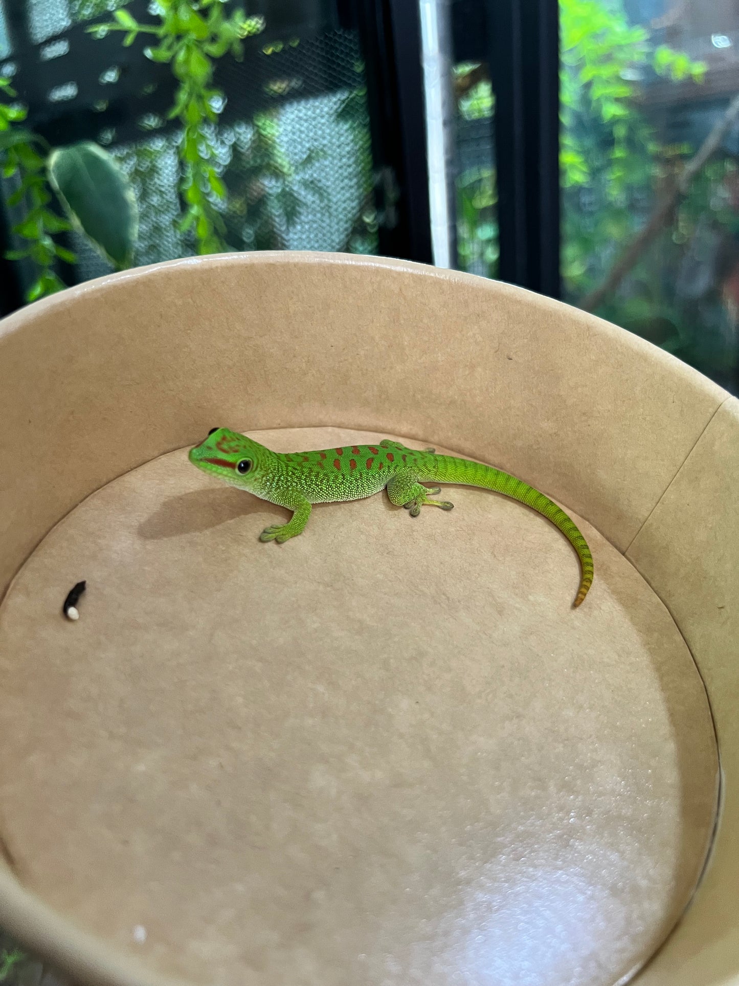 Gecko gigante de Madagascar 11