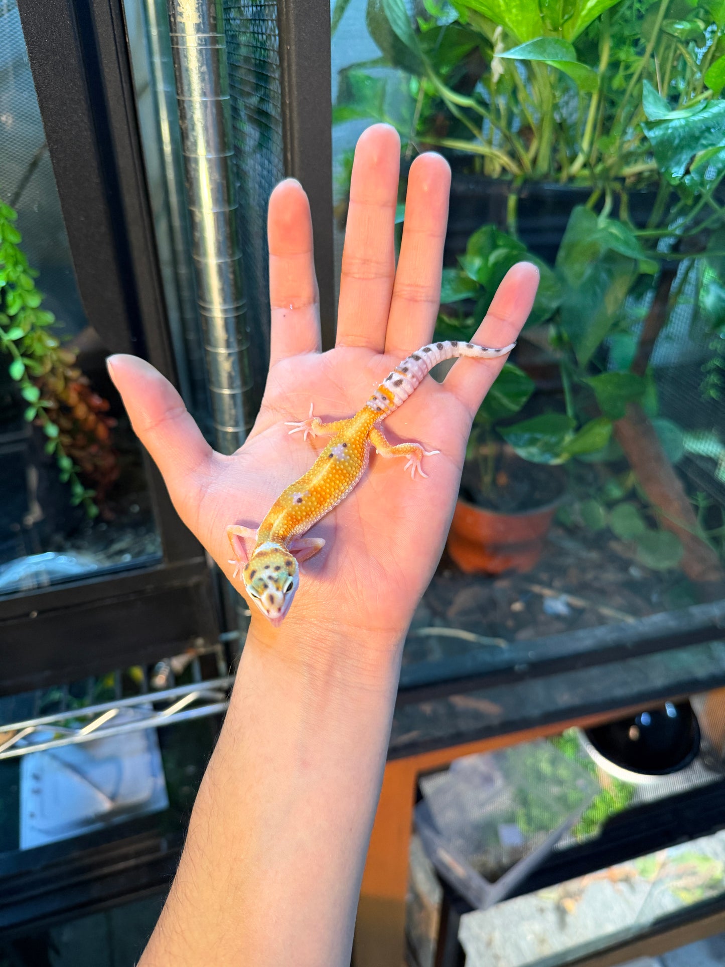 GECKO LEOPARDO TANGERINE WY HET TREMPER 113