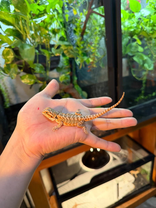 DRAGÓN BARBUDO HYPO LEATHERBACK 16 (PUNTA DE COLA MORDIDA, LE VOLVERÁ A CRECER)