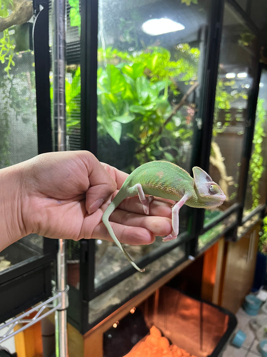 CAMALEÓN DE VELO HIGH TRANSLUCENT MACHO 2