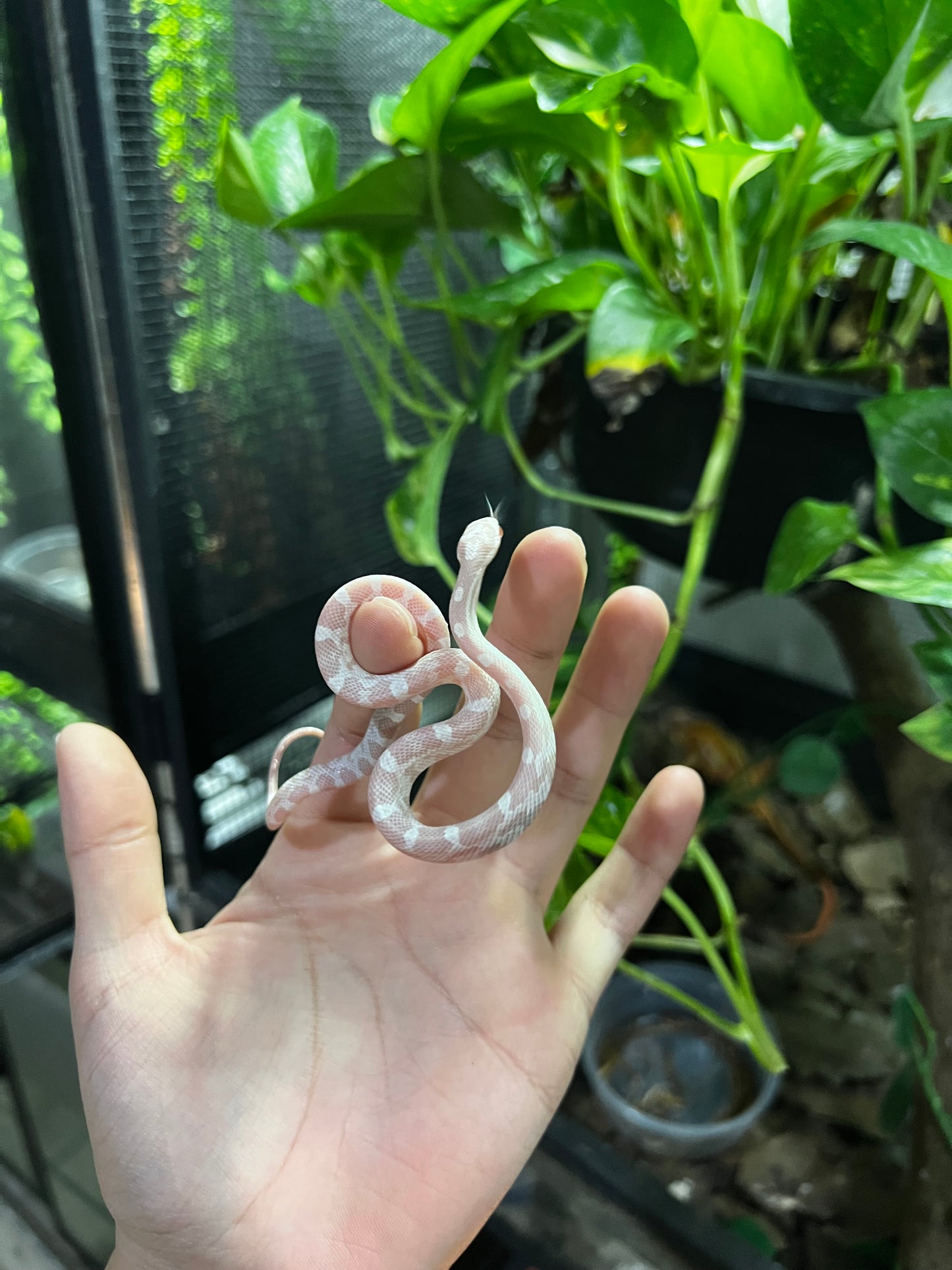 SERPIENTE MAICERA SNOW HEMBRA 39