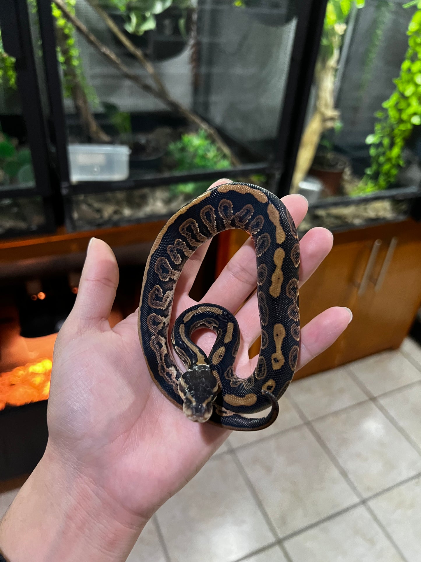BLACK PASTEL HEMBRA 59