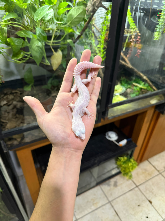 Gecko leopardo W&Y super snow tremper het eclipse macho 6