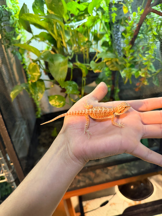 DRAGÓN BARBUDO ROJIZO 3