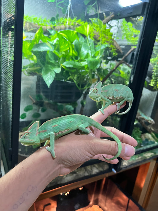 CAMALEON DE VELO JUVENIL CBB